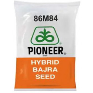  पायनियर - 86M84 बाजरा बीज 1.5 किलो